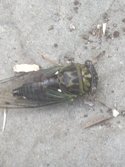 Neotibicen linnei