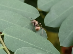Polyrhachis illaudata