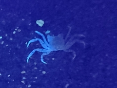 Ocypode quadrata