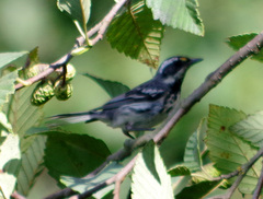 Setophaga nigrescens