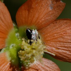 Macroteropsis