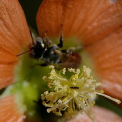 Macroteropsis