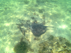 Trygonoptera imitata
