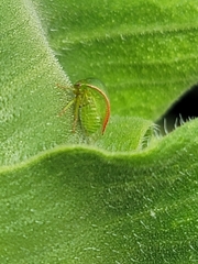 Spissistilus festinus