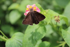 Eudaminae
