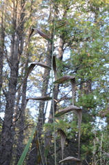 Phragmites australis americanus