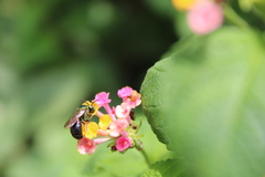 Calloceratina