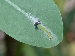 Polyura hebe