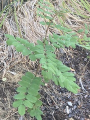Robinia hispida