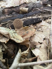Lycoperdon echinatum