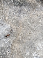 Myrmentoma