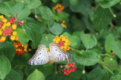 Anartia jatrophae