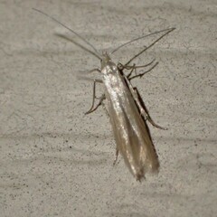 Coleophora
