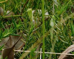 Pterostylis ectypha