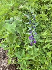 Lobelia fenestralis