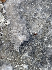 Myrmentoma