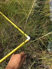Equisetum fluviatile