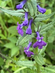 Lobelia fenestralis