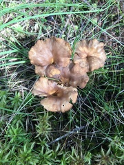 Craterellus