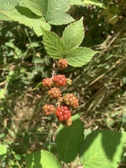 Rubus