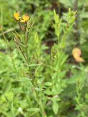 Hypericum philonotis