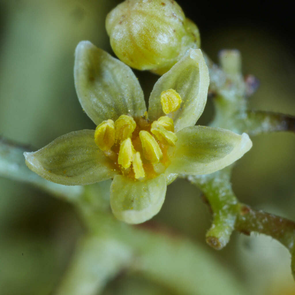 Lithraea molleoides