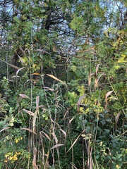 Phragmites australis americanus