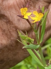 Hypericum philonotis