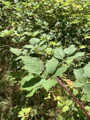 Rubus