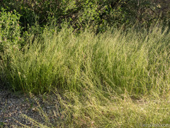 Bouteloua aristidoides