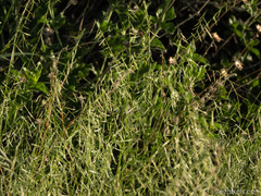 Bouteloua aristidoides