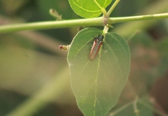 Agrilus pulchellus