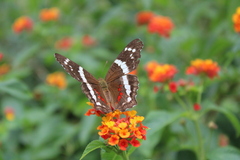 Anartia fatima
