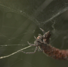Cyrtophora citricola