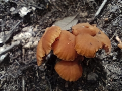 Laccaria fraterna