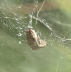 Cyrtophora citricola