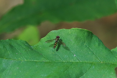 Fazia micrura