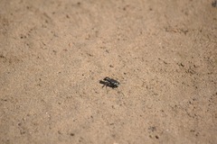 Cicindela tranquebarica