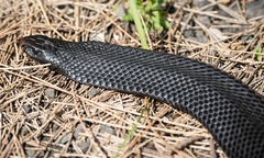 Pseudechis porphyriacus