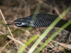 Pseudechis porphyriacus