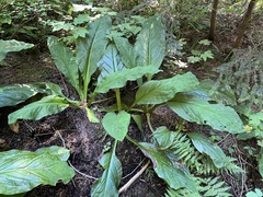 Lysichiton americanus