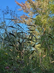 Phragmites australis americanus