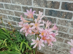Lycoris squamigera
