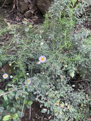 Erigeron modestus