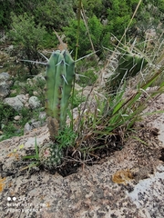 Myrtillocactus geometrizans