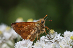 Ochlodes sylvanoides