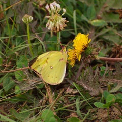 Colias philodice