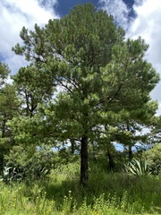 Pinus teocote