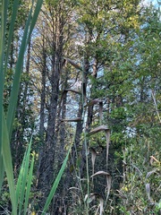 Phragmites australis americanus