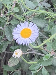 Erigeron modestus